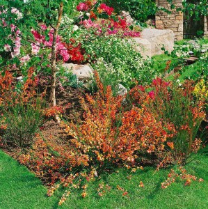 Cytisus scoparius Lena 60- 80 cm