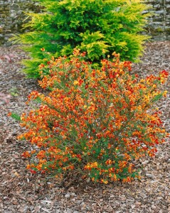 Cytisus scoparius Lena 60- 80 cm