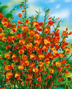 Cytisus scoparius Lena 60- 80 cm