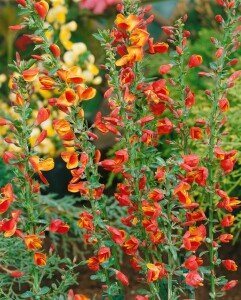 Cytisus scoparius Lena 60- 80 cm