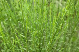 Cytisus scoparius Lena 60- 80 cm