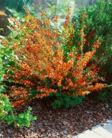 Cytisus scoparius Lena 60- 80 cm