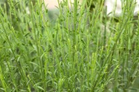 Cytisus scoparius Lena 60- 80 cm