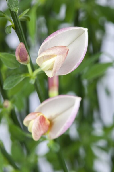 Cytisus scoparius Moyclare Pink C7,5 60-80 cm