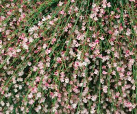 Cytisus scoparius Moyclare Pink C7,5 60-80 cm