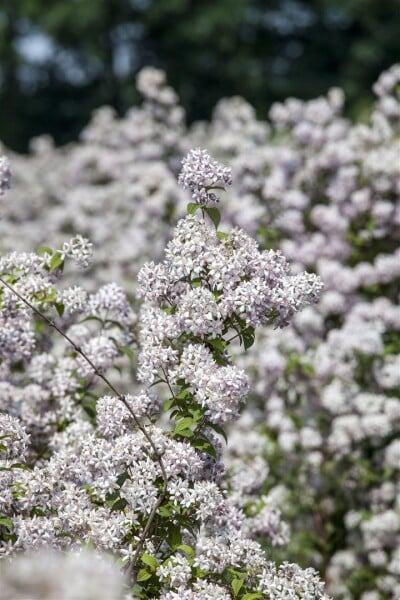 Deutzia hybrida Mont Rose 80- 100 cm