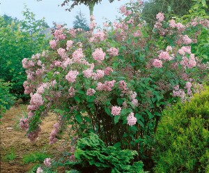 Deutzia hybrida Mont Rose 80- 100 cm