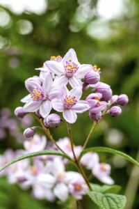 Deutzia hybrida Mont Rose 80- 100 cm