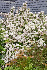 Deutzia hybrida Mont Rose 80- 100 cm