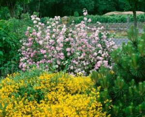 Deutzia hybrida Mont Rose 80- 100 cm