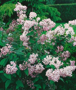 Deutzia hybrida Mont Rose 80- 100 cm