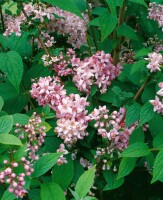 Deutzia hybrida Mont Rose 80- 100 cm