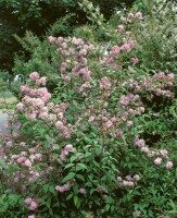 Deutzia hybrida Mont Rose 80- 100 cm