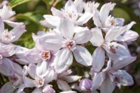 Deutzia hybrida Mont Rose 80- 100 cm