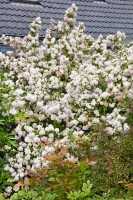 Deutzia hybrida Mont Rose 80- 100 cm