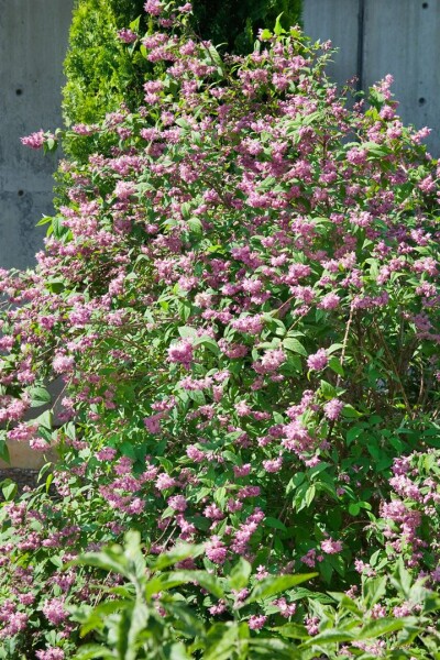 Deutzia hybrida Strawberry Fields kräftig 3xv mDb 100- 125 cm