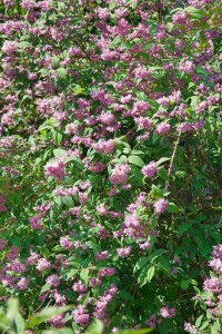 Deutzia hybrida Strawberry Fields kräftig 3xv mDb...