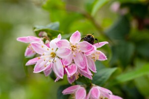 Deutzia hybrida Strawberry Fields kräftig 3xv mDb 100- 125 cm