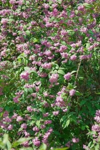 Deutzia hybrida Strawberry Fields 3xv mDb 125- 150 cm kräftig