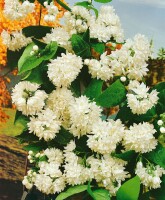 Deutzia magnifica 80- 100 cm