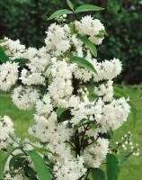 Deutzia magnifica 80- 100 cm