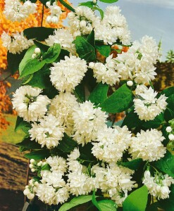 Deutzia magnifica kräftig 3xv mDb 100- 125 cm