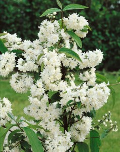 Deutzia magnifica kräftig 3xv mDb 100- 125 cm