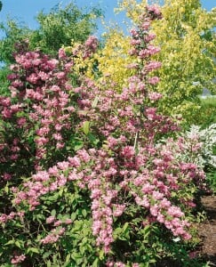 Deutzia magnifica 3xv mDb 125- 150 cm kräftig