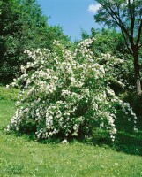 Deutzia magnifica 3xv mDb 125- 150 cm kräftig