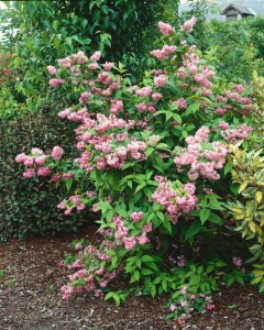 Deutzia magnifica Tourbillon Rouge 60- 100 cm