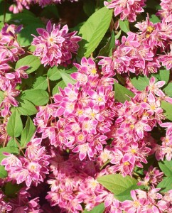 Deutzia magnifica Tourbillon Rouge 60- 100 cm