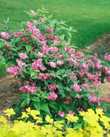 Deutzia magnifica Tourbillon Rouge 60- 100 cm