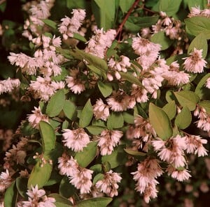 Deutzia scabra Plena 80- 100 cm