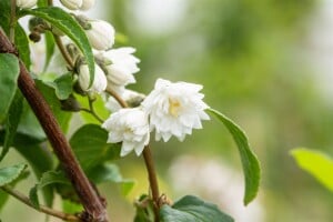 Deutzia scabra Plena mehrjährig Stammhöhe 100...