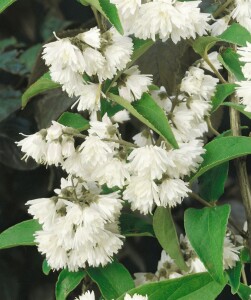 Deutzia scabra Plena mehrjährig Stammhöhe 100 cm + Krone