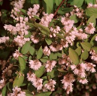 Deutzia scabra Plena mehrjährig Stammhöhe 100 cm + Krone