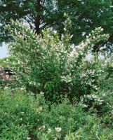 Deutzia scabra Plena mehrjährig Stammhöhe 100 cm + Krone