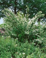 Deutzia scabra Plena magnifica 150- 200 cm