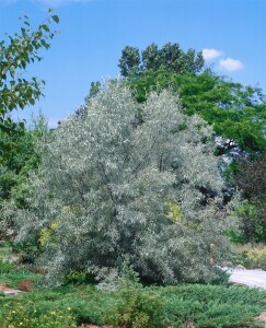 Elaeagnus angustifolia kräftig C20 150-200