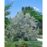 Elaeagnus angustifolia kräftig C20 150-200