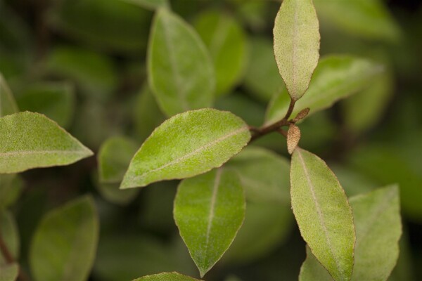 Elaeagnus ebbingei 60- 80 cm