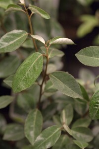 Elaeagnus ebbingei 60- 80 cm