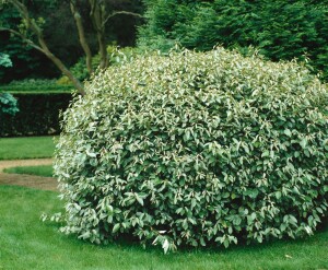 Elaeagnus ebbingei 60- 80 cm