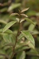 Elaeagnus ebbingei 60- 80 cm