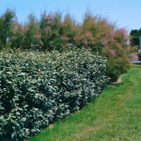 Elaeagnus ebbingei 60- 80 cm