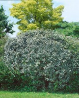 Elaeagnus ebbingei 60- 80 cm