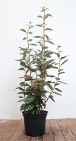 Elaeagnus ebbingei 60- 80 cm