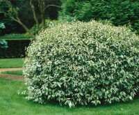 Elaeagnus ebbingei 30- 40 cm