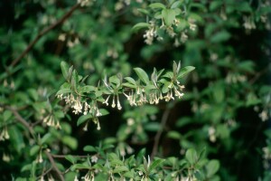 Elaeagnus ebbingei 80- 100 cm