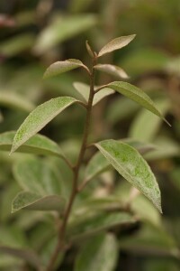 Elaeagnus ebbingei 100- 125 cm